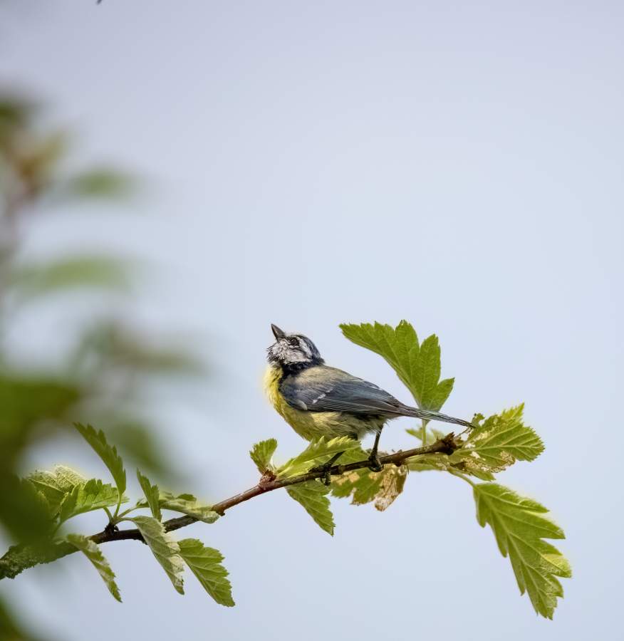 Gemensamma utrymmen för vänskap.
